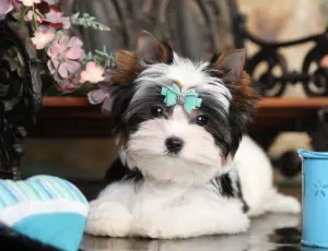 Бивер Йорк мини