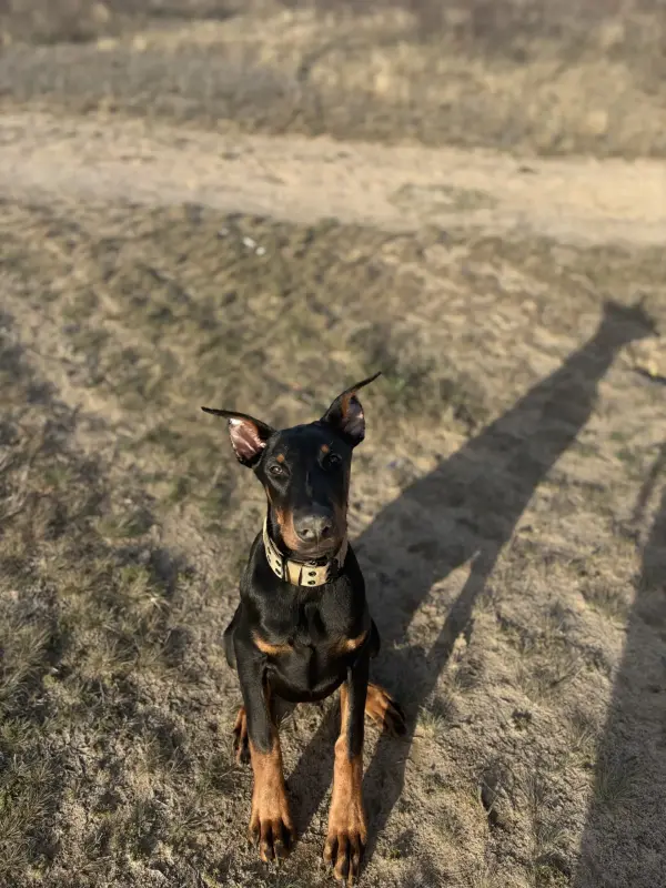 Щенок добермана