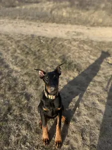 Щенок добермана