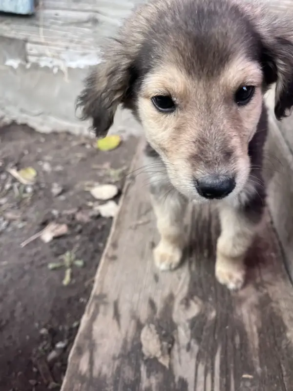 Отдам щенят. Туров