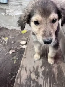 Отдам щенят. Туров