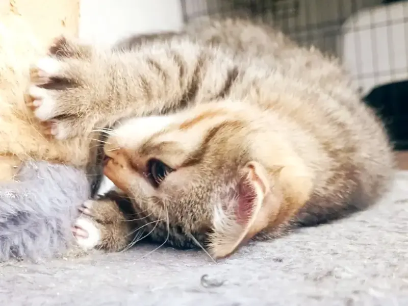 Покер - полосатик крутой