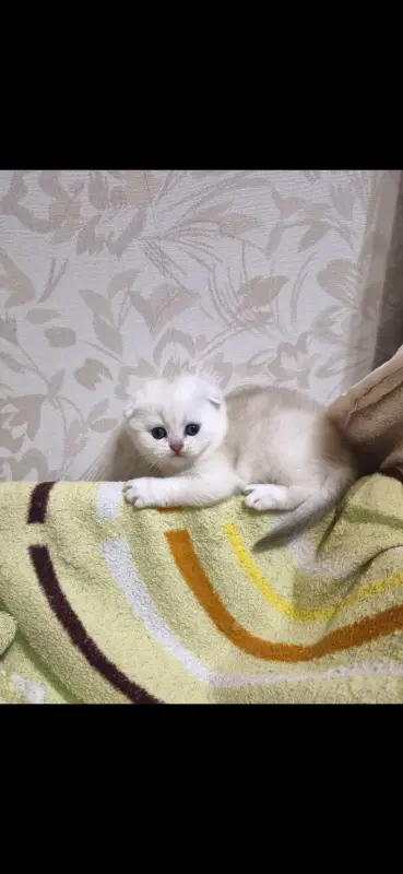 Шотландский вислоухий мальчик