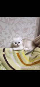 Шотландский вислоухий мальчик