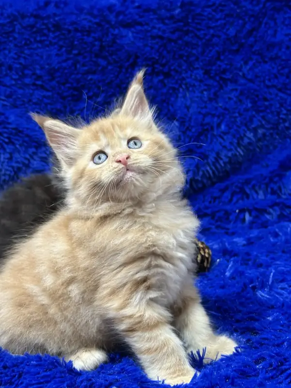 Мейн-Кун девочка