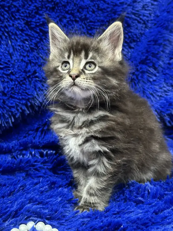 Мейн-Кун мальчик