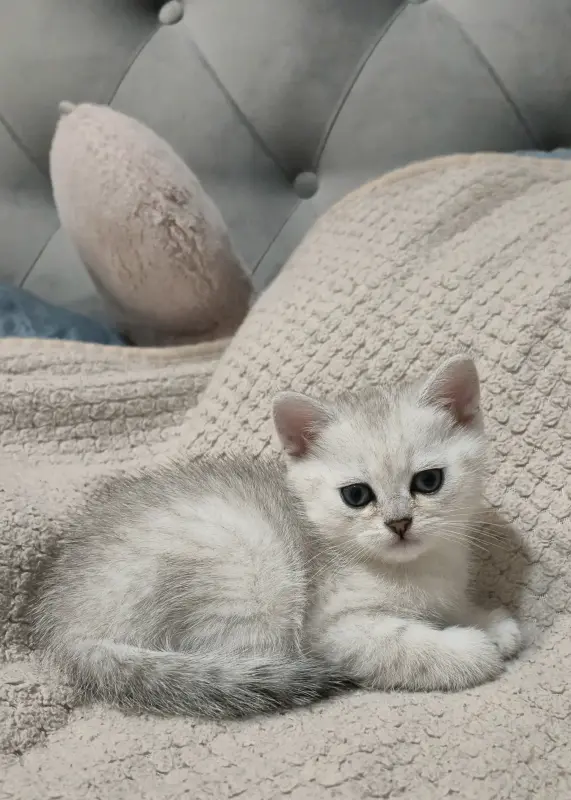 Шотландские котята прямоухие