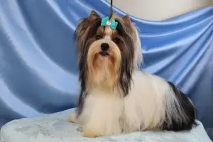 Мальчик бивер от родителей чемпионов