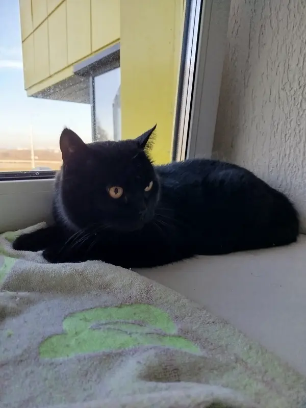 Кошка британская