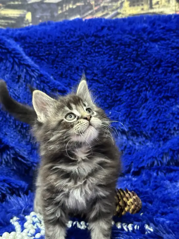 Мейн-Кун мальчик