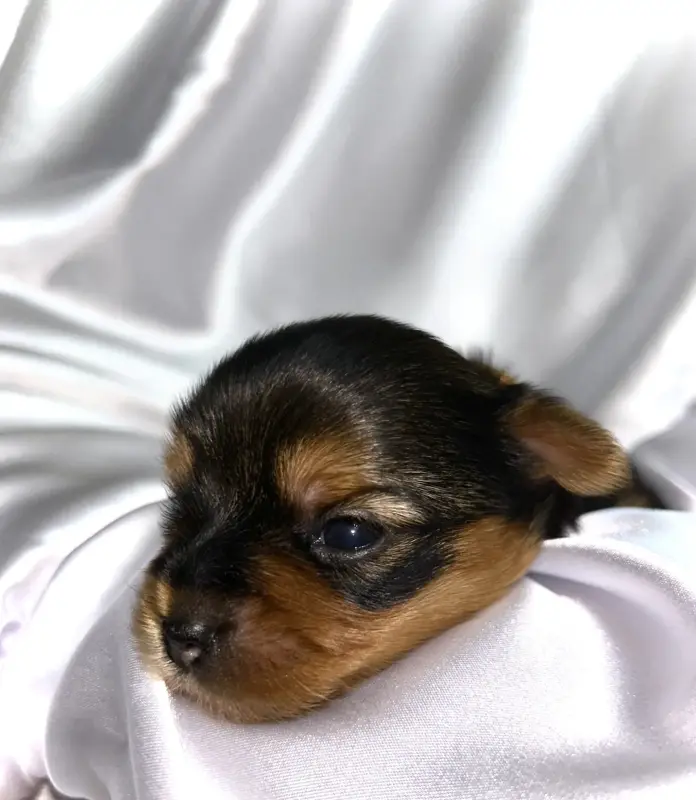 Щенок Йоркширского терьера. Бронь