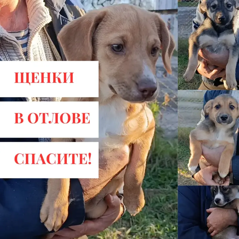 Щенки в поисках дома!