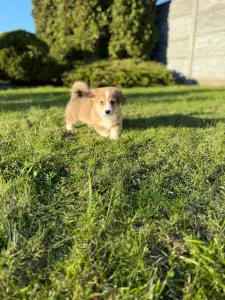 Вельш корги пемброк