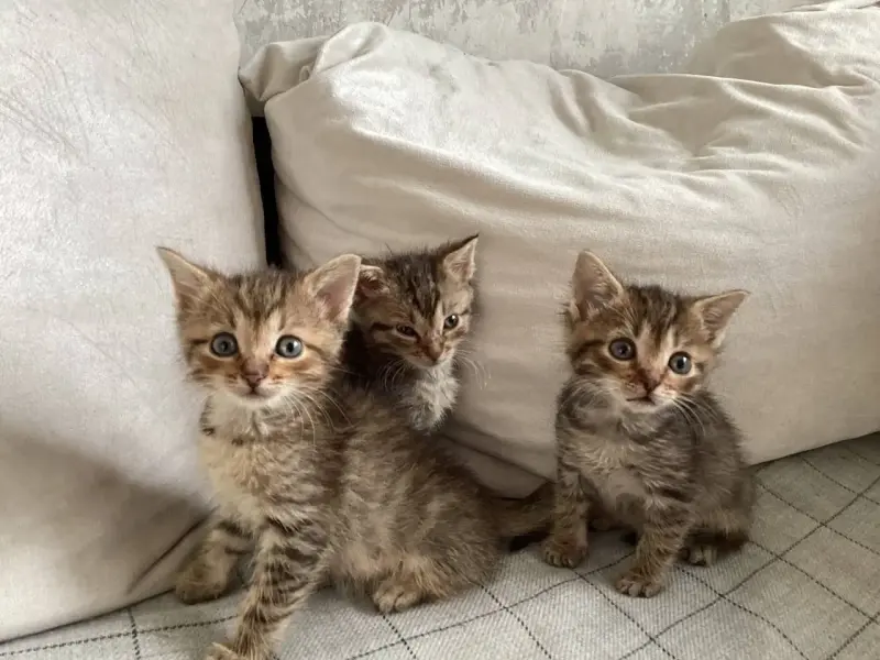 Котята в добрые руки - Минск - 223241 - Доска объявлений Kupika.by - Фото 5