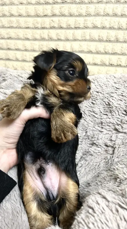 Щенок Йоркширского терьера. Щенки Йорка мальчики