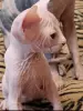Канадский Сфинкса котята Ген разноглазия