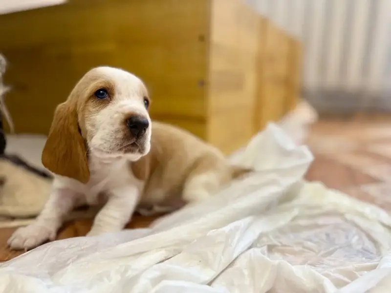 Бассет-хаунд, щенки с родословной