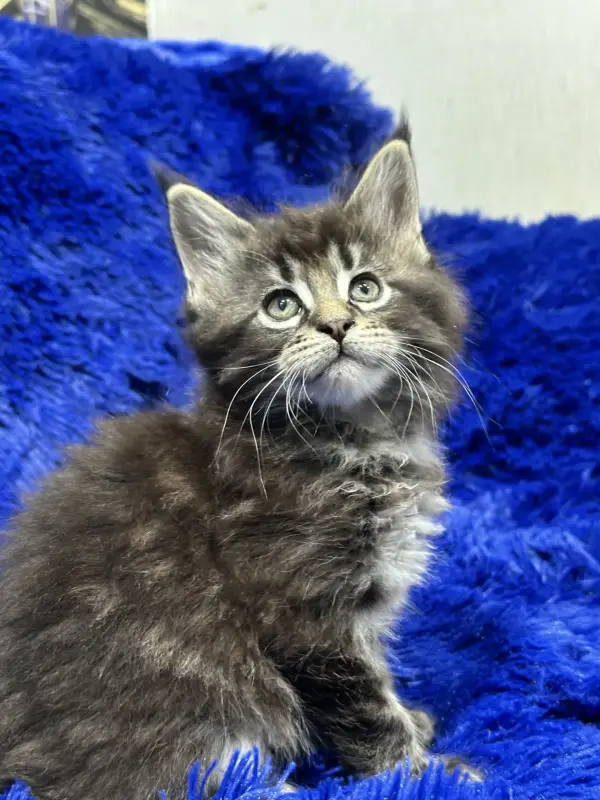 Мейн-Кун мальчик