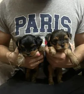 Щенок Йоркширского терьера. Щенки Йорка мальчики