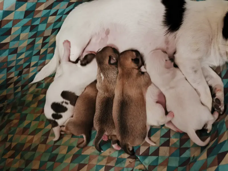 чихуахуа щенки