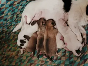 чихуахуа щенки