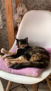 Пропала кошка