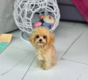 Мини мальтипу карамельный Мэнни