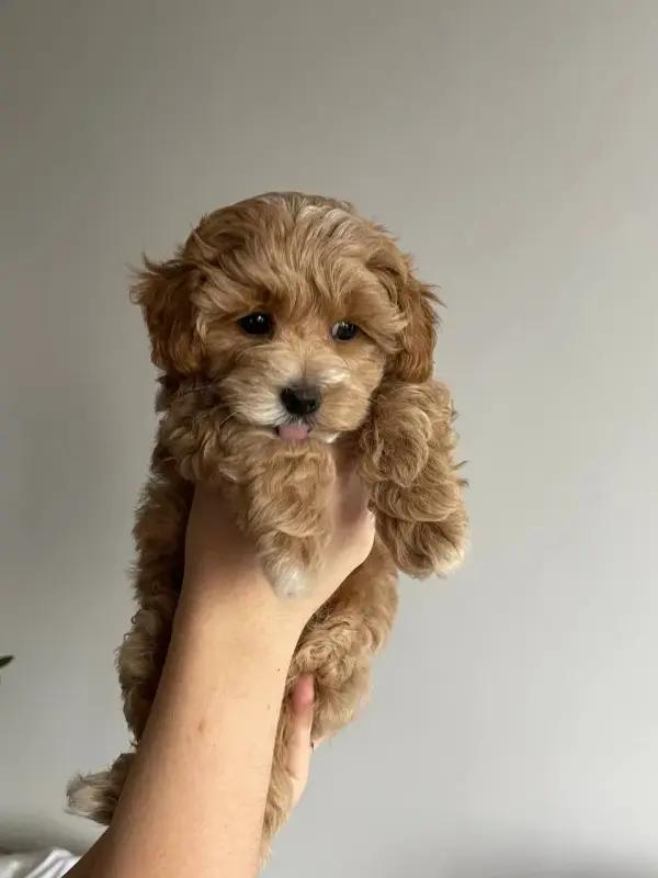 Собака, щенки