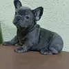 щенки французского бульдога