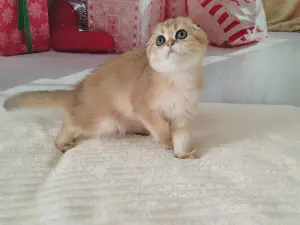 шотландские котята