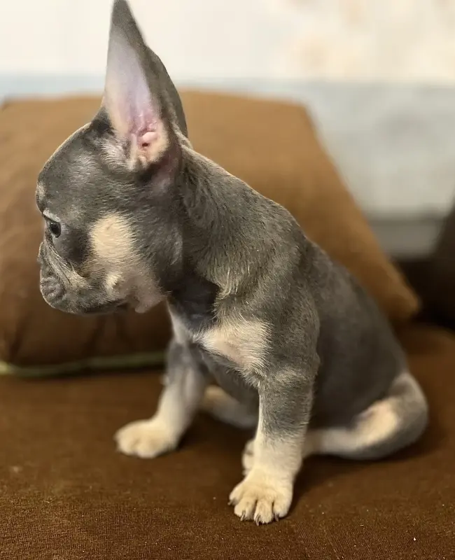 Щенок французского бульдога