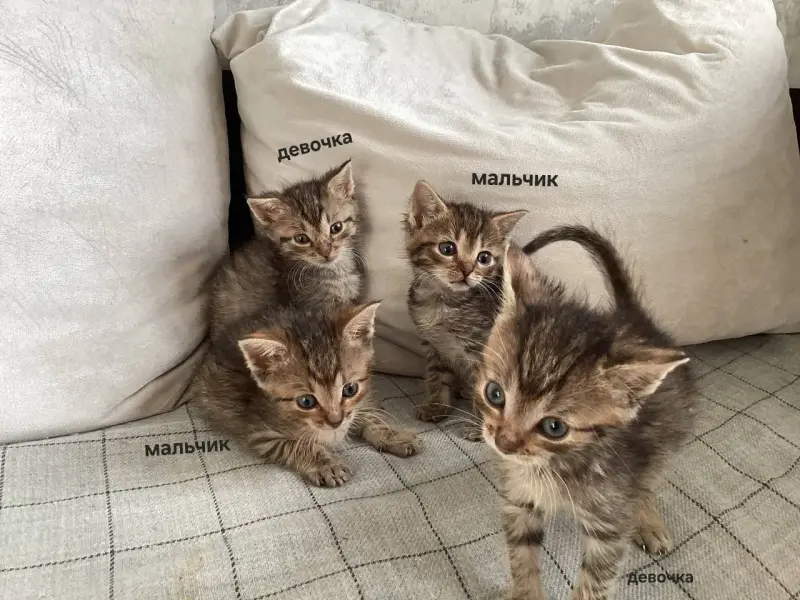 Котята в добрые руки - Минск - 223241 - Доска объявлений Kupika.by