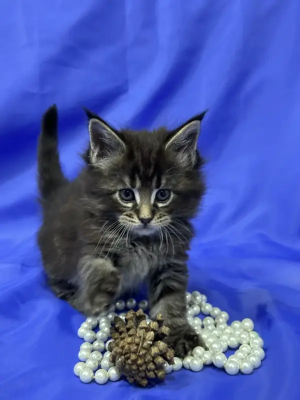 Мейн-Кун котята