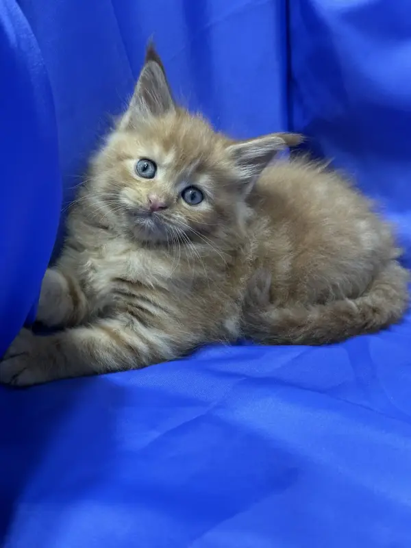 Мейн-Кун котята