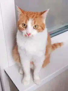 Сани - для тех, кто хорошо себя вел