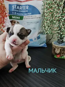 Чихуахуа щенки