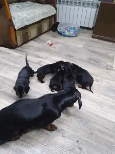 Продам щенков гладкошерстной стандартной таксы