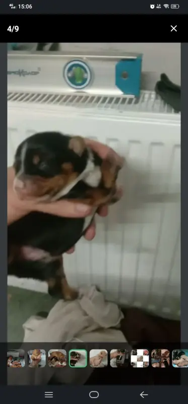 Щенки таксы ДАРОМ