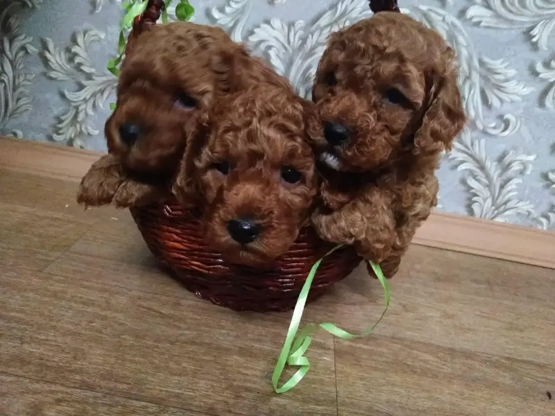 Собаки - Той Пудель - Холопеничи Той Пудель - Холопеничи - 65298 - Доска объявлений Kupika.by