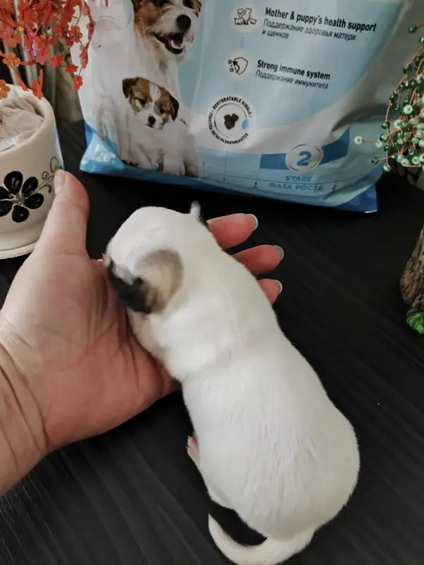 Чихуахуа щенки