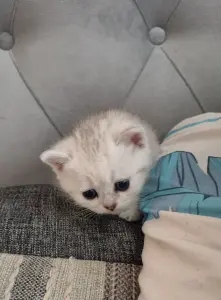 Шотландский прямоухий мальчик