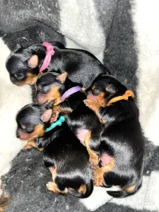 Щенки Йоркширского терьера. БРОНЬ