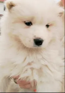 Щенки самоедской