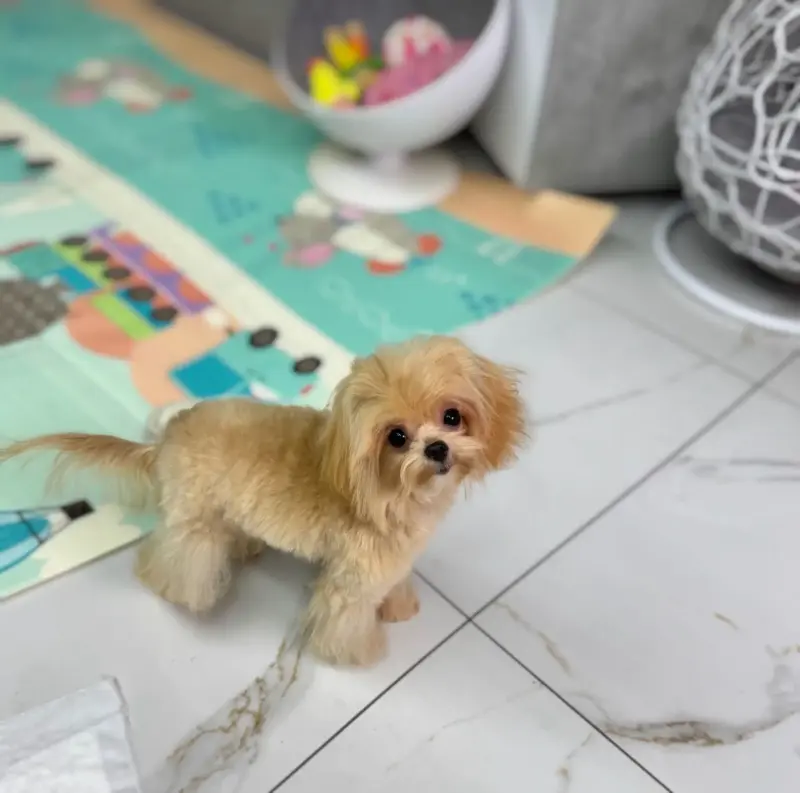 Мини мальтипу карамельный Мэнни