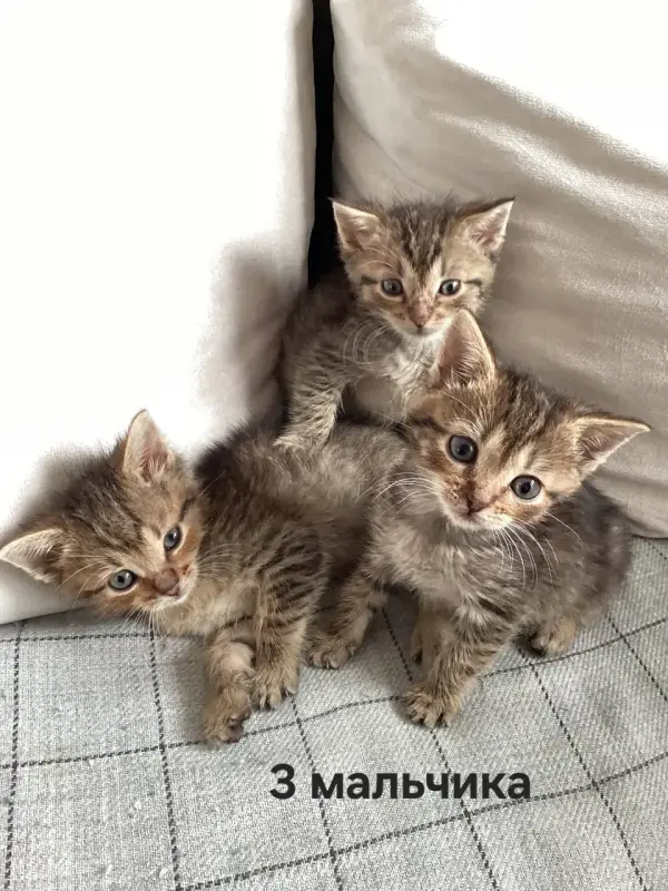 Котята в добрые руки - Минск - 223241 - Доска объявлений Kupika.by - Фото 3