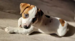 Джек Рассел терьер