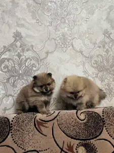 Девочки померанского шпица