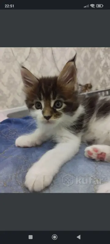 Котята Мейн-куны