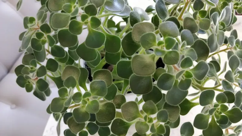 Аихризон, 'дерево любви',-шикарный куст