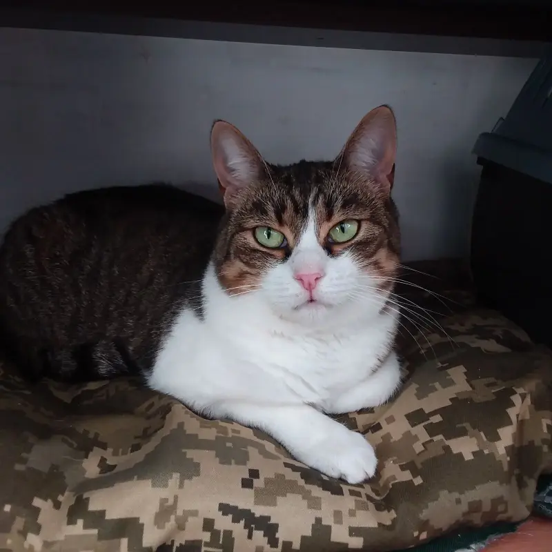 Котята и кошечки а добрые руки.Минск